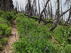 Forest regrowth after a forest fire, Cascade Range, United States Cascades Regrowth after forest fire.jpg