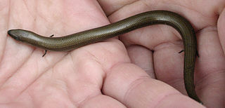 <i>Chalcides chalcides</i> Species of reptile