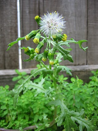 <i>Senecio vulgaris</i> Species of flowering plant in the daisy family Asteraceae