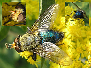 <i>Cynomya mortuorum</i> Species of fly