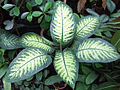 Dieffenbachia bauseii