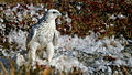 Gyrfalcon Falco rusticolus jagtfalk