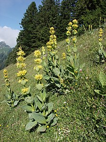 Gentiana lutea 090705.jpg