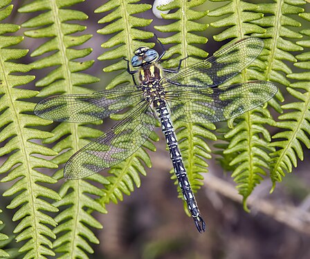 Hairy dragonfly by Charles J. Sharp