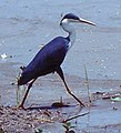 Pied heron