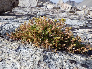 <i>Ivesia lycopodioides</i> Species of flowering plant