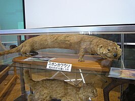 Japanse otter