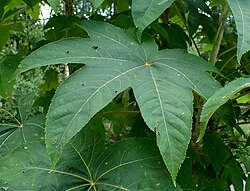 Seitsensormiaralia Kalopanax septemlobus.