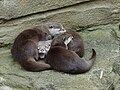 Oriental Small-clawed Otters (Aonyx cinereus) in Emmen Zoo, the Netherlands.