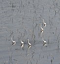 Reiher im Flachgewässer