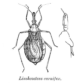 <i>Linshcosteus</i> Genus of true bugs