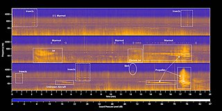 <span class="mw-page-title-main">Soundscape ecology</span> Study of the effect of environmental sound on organisms