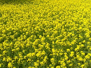 Mustard plant Plants used for mustard