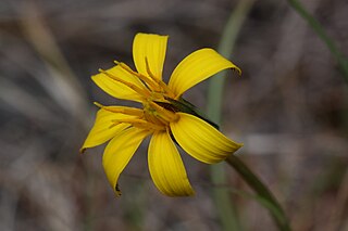 <i>Nothocalais troximoides</i> Species of flowering plant