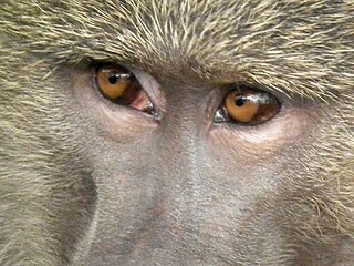 <span class="mw-page-title-main">Evolution of color vision in primates</span> Loss and regain of colour vision during the evolution of primates