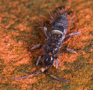 벨기에에서 촬영된 Orchesella cincta