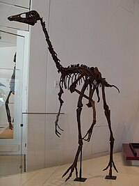 Ornithomimus OrnithomimusROM.JPG