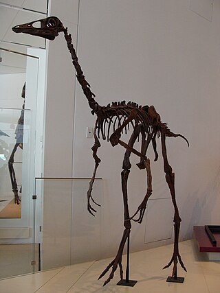 <i>Ornithomimus</i> Ornithomimid dinosaur genus from the Late Cretaceous Period