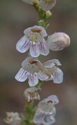 Penstemon virgatus