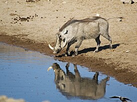 Pahkasika (Phacochoerus africanus)