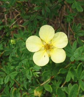 <i>Dasiphora</i> Genus of flowering plants