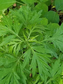 Ragweed (Ambrosia artemisiifolia) Ragweed (Ambrosia artemisiifolia).jpg