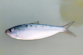 <i>Sardinella</i> Genus of fishes