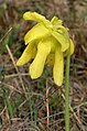 Sarracenia flavaPCCA20060423-3391B.jpg