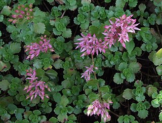 <i>Phedimus</i> Genus of flowering plants