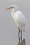 Garza blanca (Ardea alba)