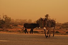 Ânes évoluant librement en Australie