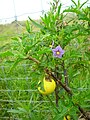 The nightshade species Solanum linnaeanum