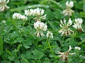 Seyðasmæra (Trifolium repens)