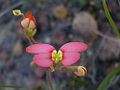 Stylidium bulbiferum