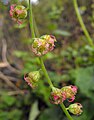 Tellima grandiflora