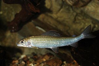 <i>Thymallus thymallus</i> Species of fish