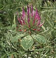 Trifolium hirtum