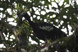 <span class="mw-page-title-main">Trinidad piping guan</span> Species of bird