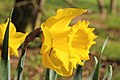 * Nomination Trompetnarcis (Narcissus)-- Famberhorst 05:36, 4 May 2013 (UTC) * Decline Blown red channel & unsharp --Kreuzschnabel 06:17, 4 May 2013 (UTC)