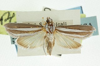 <i>Upiga</i> Genus of moths