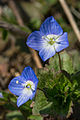 Veronica persica