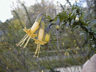 <i>Vestia foetida</i> Species of flowering plant