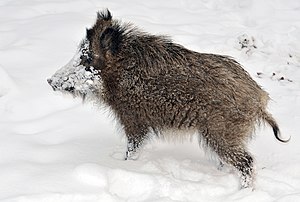 45 Young wild boar uploaded by Michael Gäbler, nominated by Michael Gäbler Vote for this image