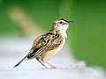 Cistensänger  (Cisticola juncidis, Kat. )