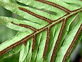 Detail výtrusnic Blechnum brasiliense