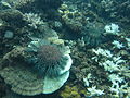 Image 34Crown-of-thorns starfish and eaten coral off the coast of Cooktown, Queensland (from Environmental threats to the Great Barrier Reef)