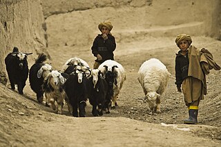 <span class="mw-page-title-main">Animal husbandry in Afghanistan</span> Animal farming in Afghanistan