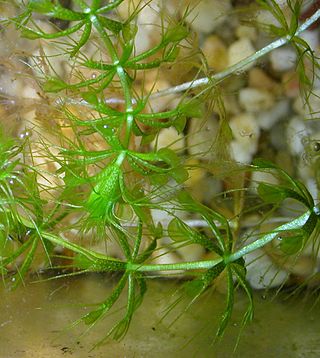 <i>Aldrovanda vesiculosa</i> Species of plant (waterwheel plant)