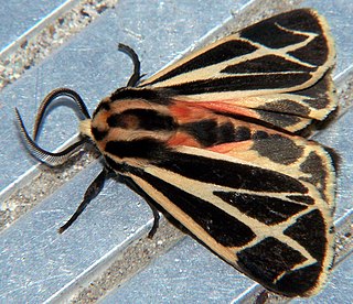 <span class="mw-page-title-main">Arctiinae</span> Subfamily of moths