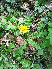 Aposeris foetida.jpg